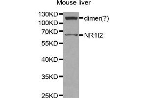 Western blot analysis of extracts of mouse liver, using NR1I2 antibody (ABIN5970763) at 1/1000 dilution.