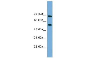 RFTN2 antibody used at 1 ug/ml to detect target protein. (RFTN2 anticorps  (N-Term))