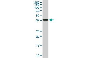 COPS3 monoclonal antibody (M02), clone 2D10.
