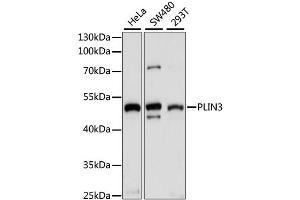 Western blot analysis of extracts of various cell lines, using PLIN3 antibody. (PLIN3 anticorps)