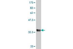 Western Blot detection against Immunogen (37.