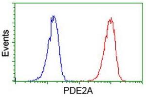 Image no. 1 for anti-phosphodiesterase 2A, CGMP-Stimulated (PDE2A) antibody (ABIN1500079) (PDE2A anticorps)