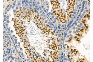ABIN6265928 and ABIN6272456 at 1/100 staining Mouse testis tissue by IHC-P.