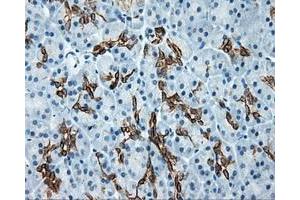 Immunohistochemical staining of paraffin-embedded colon tissue using anti-SRR mouse monoclonal antibody. (SRR anticorps)
