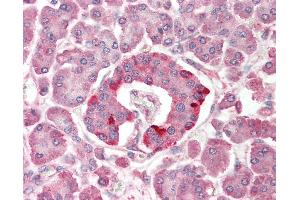 Anti-SCOP / PHLPP antibody IHC staining of human pancreas.