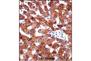 CYB5A Antibody (Center) ((ABIN657954 and ABIN2846899))immunohistochemistry analysis in formalin fixed and paraffin embedded human liver tissue followed by peroxidase conjugation of the secondary antibody and DAB staining.