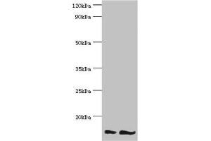 Western blot All lanes: NEDD8 antibody at 16 μg/mL Lane 1: Mouse heart tissue Lane 2: Mouse spleen tissue Secondary Goat polyclonal to rabbit IgG at 1/10000 dilution Predicted band size: 9 kDa Observed band size: 9 kDa