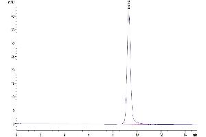 The purity of Cynomolgus NKp46 is greater than 95 % as determined by SEC-HPLC.