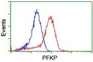 Flow cytometric Analysis of Hela cells, using anti-PFKP antibody (ABIN2455353), (Red), compared to a nonspecific negative control antibody, (Blue). (PFKP anticorps)