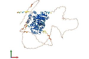 AlphaFold protein structure predicition of Human Recombinant DDX17 Protein, UniprotID Q92841