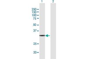 Western Blot analysis of GLOD4 expression in transfected 293T cell line by GLOD4 MaxPab polyclonal antibody.