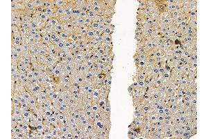 ABIN6259423 and ABIN6276212 at 1/100 staining mouse liver tissue by IHC-P. (RXFP2 anticorps  (N-Term))