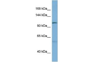 WB Suggested Anti-DNAJC10  Antibody Titration: 0.