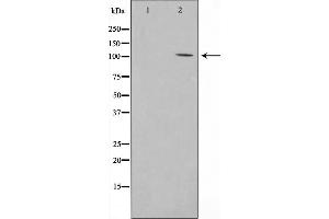 Western blot analysis on COLO205 cell lysate using PSMD2 Antibody，The lane on the left is treated with the antigen-specific peptide. (PSMD2 anticorps  (Internal Region))
