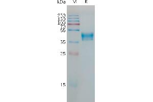 Human HC Protein, hFc Tag on SDS-PAGE under reducing condition.