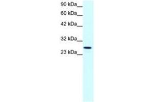 Image no. 1 for anti-Claudin 13 (CLDN13) (C-Term) antibody (ABIN202071) (Claudin 13 (CLDN13) (C-Term) anticorps)