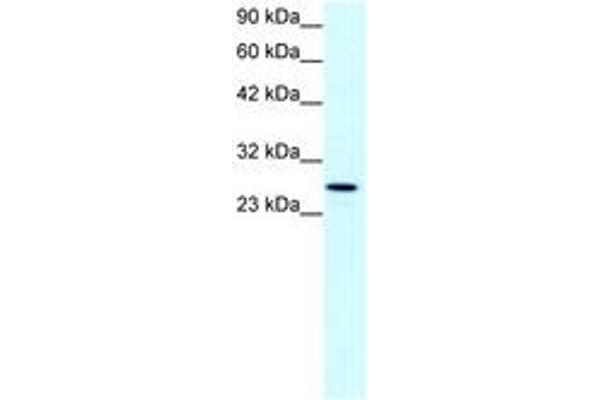 Claudin 13 (CLDN13) (C-Term) anticorps