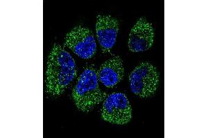 Confocal immunofluorescent analysis of TNFRSF11B Antibody (Center) (ABIN657660 and ABIN2846654) with NCI- cell followed by Alexa Fluor 488-conjugated goat anti-rabbit lgG (green). (Osteoprotegerin anticorps  (AA 243-271))