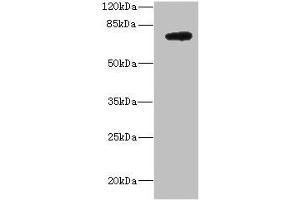 Western blot All lanes: DARS2 antibody at 10 μg/mL + MCF-7 whole cell lysate Secondary Goat polyclonal to rabbit IgG at 1/10000 dilution Predicted band size: 74 kDa Observed band size: 74 kDa (DARS2 anticorps  (AA 489-628))