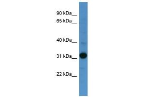 WB Suggested Anti-NANOG Antibody Titration:  0. (Nanog anticorps  (Middle Region))