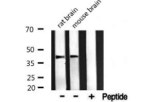 Western blot analysis of extracts from rat and mouse brain ，using Maf antibody. (MAF anticorps  (C-Term))
