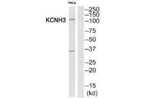 Western blot analysis of extracts from HeLa cells, using KCNH3 antibody. (KCNH3 anticorps)