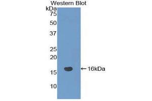 Western Blotting (WB) image for anti-NOTCH-Regulated Ankyrin Repeat Protein (NRARP) (AA 3-109) antibody (ABIN1860048) (NRARP anticorps  (AA 3-109))