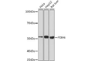 Western blot analysis of extracts of various cell lines, using PDI Rabbit mAb (ABIN7269615) at 1:1000 dilution. (PDIA6 anticorps)