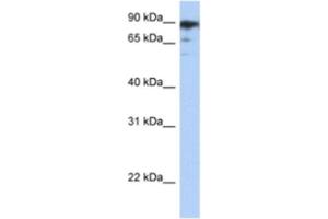 Western Blotting (WB) image for anti-RB-Associated KRAB Zinc Finger (RBAK) antibody (ABIN2460623) (RBAK anticorps)