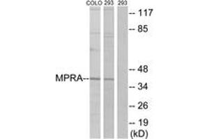 Western blot analysis of extracts from 293/COLO cells, using MPRA Antibody. (PAQR7 anticorps  (AA 297-346))