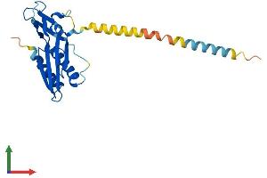 AlphaFold protein structure predicition of Mouse Recombinant Rtp2 Protein, UniprotID Q80ZI2