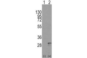Western blot analysis of SCF antibody and 293 cell lysate either nontransfected (Lane 1) or transiently transfected with the KITLG gene (2). (KIT Ligand anticorps  (AA 244-273))