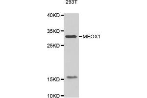 Western blot analysis of extracts of 293T cell line, using MEOX1 antibody. (MEOX1 anticorps)