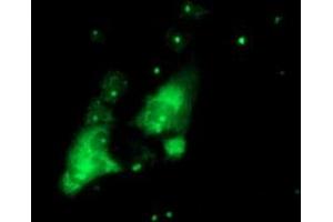 Anti-PGAM2 mouse monoclonal antibody (ABIN2454929) immunofluorescent staining of COS7 cells transiently transfected by pCMV6-ENTRY PGAM2 (RC200701). (PGAM2 anticorps)