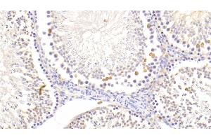 Detection of LZM in Rat Testis Tissue using Polyclonal Antibody to Lysozyme (LZM)