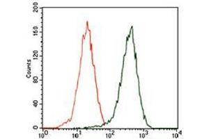 Flow cytometric analysis of HEK293 cells using SQSTM1 mouse mAb (green) and negative control (red).