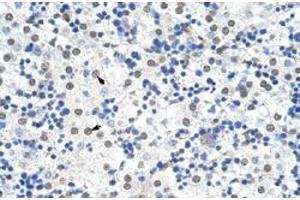 Immunohistochemical staining (Formalin-fixed paraffin-embedded sections) of human liver with IKZF3 polyclonal antibody  at 4-8 ug/mL working concentration. (IKZF3 anticorps  (N-Term))