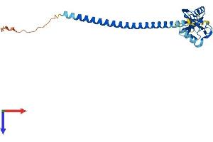 AlphaFold protein structure predicition of Mouse Recombinant Clec9a Protein, UniprotID Q8BRU4