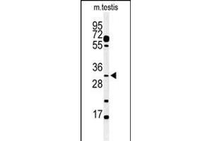 Western blot analysis of hOBEC3B 1353a in mouse testis tissue lysates (35 μg/lane). (APOBEC3B anticorps  (C-Term))