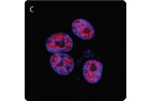 Image no. 2 for anti-Poly (ADP-Ribose) Polymerase 1 (PARP1) (N-Term) antibody (ABIN307559) (PARP1 anticorps  (N-Term))
