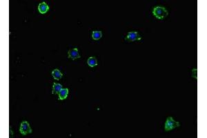 Immunofluorescent analysis of HepG2 cells using ABIN7161076 at dilution of 1:100 and Alexa Fluor 488-congugated AffiniPure Goat Anti-Rabbit IgG(H+L)