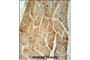 CRLS1 Antibody (C-term) (ABIN651615 and ABIN2840326) immunohistochemistry analysis in formalin fixed and paraffin embedded human skeletal muscle followed by peroxidase conjugation of the secondary antibody and DAB staining.