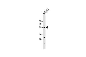 Anti-B Antibody (C-term) at 1:1000 dilution + MG-63 whole cell lysate Lysates/proteins at 20 μg per lane.