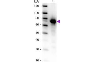 Western Blot of Biotin conjugated Rabbit Anti-Transferrin primary antibody. (Transferrin anticorps  (Biotin))