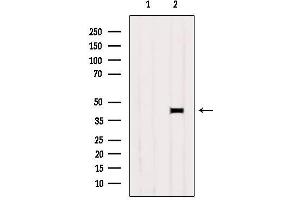 Western blot analysis of extracts from B16F10, using PRLHR Antibody. (PRLHR anticorps  (Internal Region))