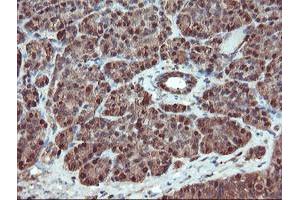 Image no. 9 for anti-serpin Peptidase Inhibitor, Clade B (Ovalbumin), Member 1 (SERPINB1) (AA 77-306) antibody (ABIN1491670)