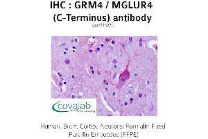 Image no. 1 for anti-Glutamate Receptor, Metabotropic 4 (GRM4) (C-Term) antibody (ABIN1735271) (Metabotropic Glutamate Receptor 4 anticorps  (C-Term))