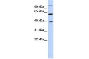 Image no. 1 for anti-Leucine Zipper-EF-Hand Containing Transmembrane Protein 2 (LETM2) (N-Term) antibody (ABIN6741164) (LETM2 anticorps  (N-Term))