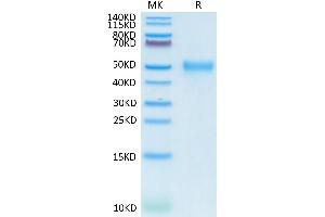 Cynomolgus CD24 on Tris-Bis PAGE under reduced conditions. (CD24 Protein (AA 27-54) (Fc Tag))
