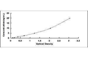 Dynamin 1-Like (DNM1L) ELISA Kit